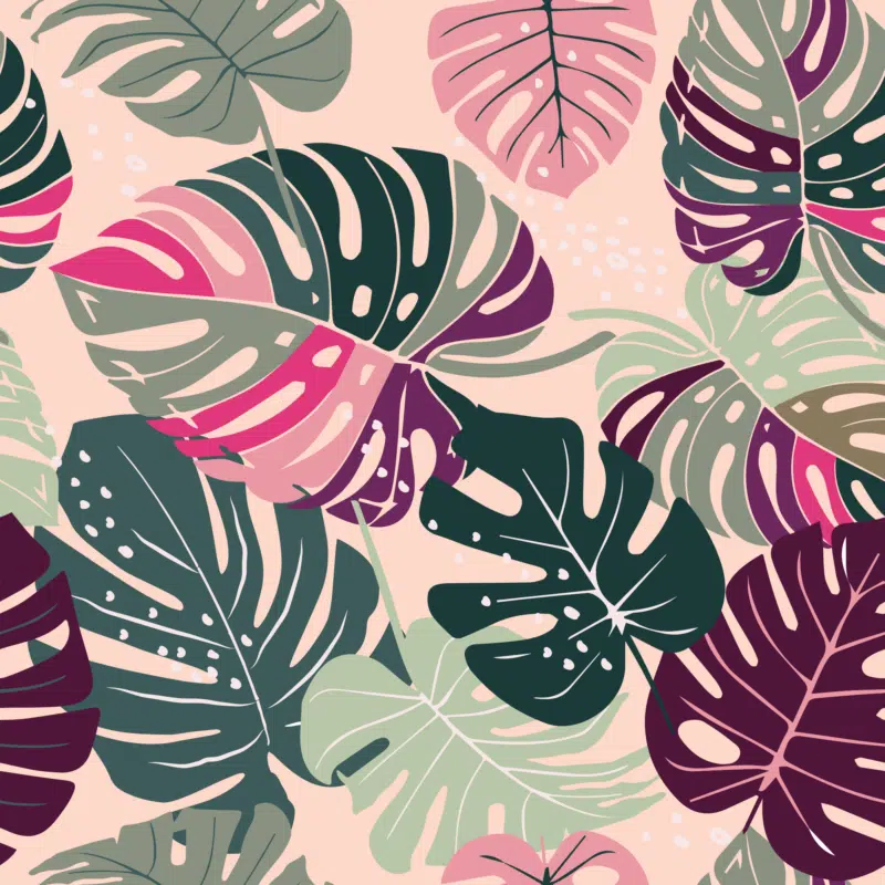 Rosy Monstera Melange