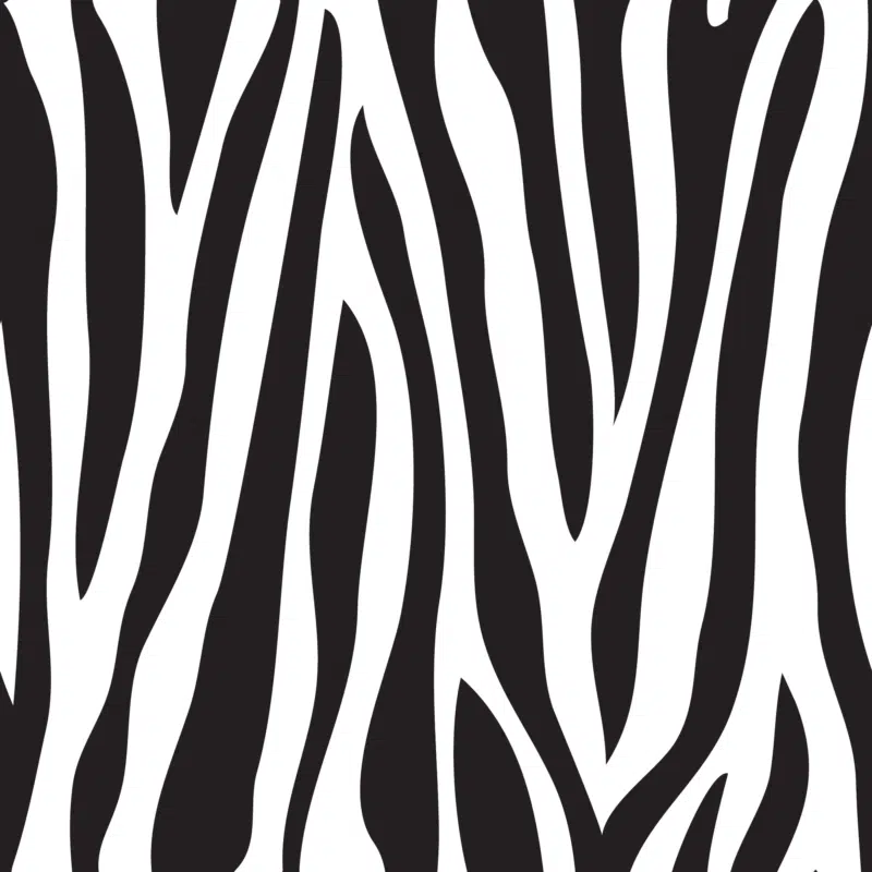 Zebra 2