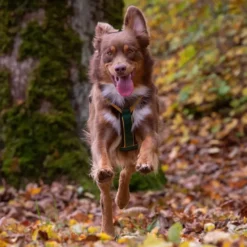 BUMER Multicolor Hundegeschirr mit Zora im Wald