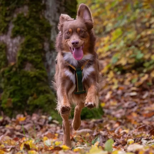 BUMER Multicolor Hundegeschirr mit Zora im Wald