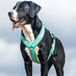 Alternative view of BUMER VenturFlex Pro CORDURA® STANDARD Sicherheitsgeschirr, Hundegeschirr