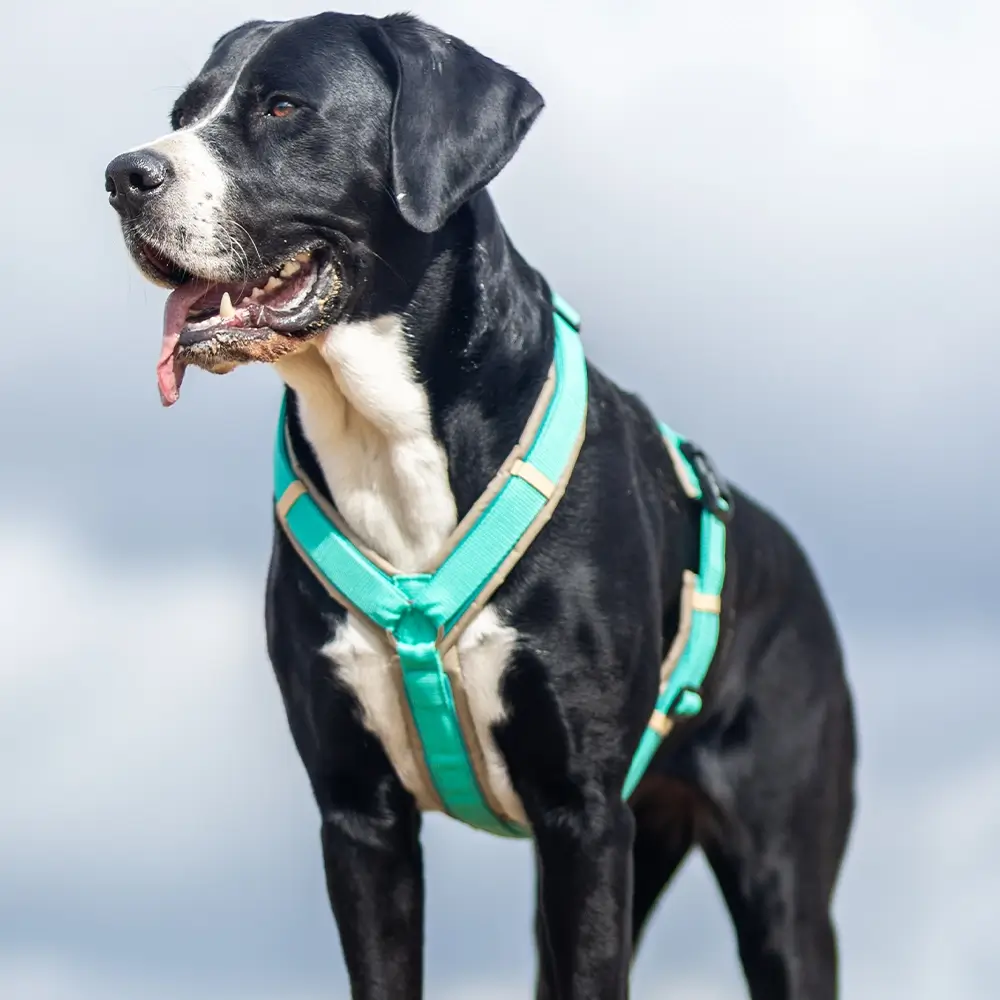 BUMER VenturFlex Pro CORDURA® STANDARD Sicherheitsgeschirr, Hundegeschirr – Bild 2